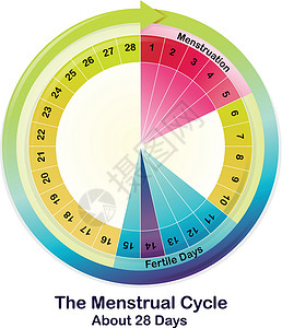 黄体月经周期插画