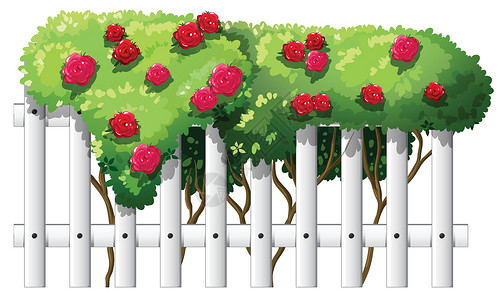 分开有玫瑰植物的篱芭插画