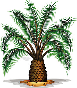 加那利凤凰教育菠萝树高清图片
