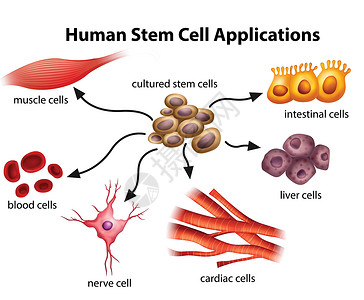 人类胚胎人类干细胞应用插画