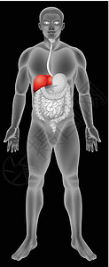 米利库普消化系统中的肝功能插画