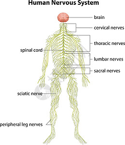 人体神经系统解剖学树突腰椎信号绳索胸椎大脑中枢神经电化学颈椎病背景图片