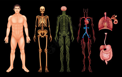 人体系统器官肠子肋骨药品艺术隔膜静脉毛细血管癌症生物学设计图片