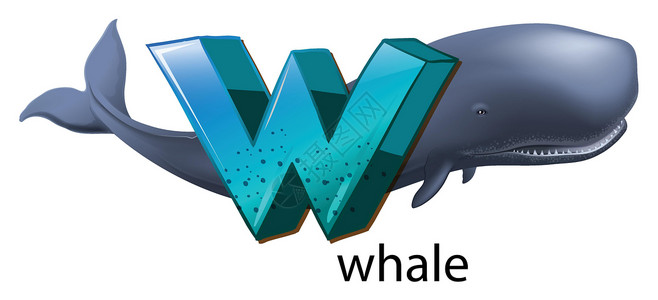 鲸鱼的字母 W背景图片