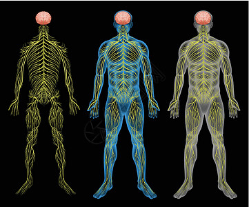 神经传输神经系统传输绘画发动机器官信号宫缩肌肉网络身体腺体插画