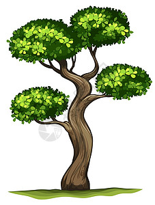 黑枣计划乌木药品草本装饰品树干植物草本植物柿子木材白色插画
