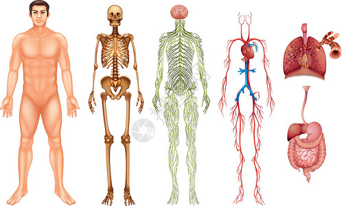 人体解剖学人体系统隔膜神经消化组织健康疾病骨骼解剖学骨头毛细血管插画