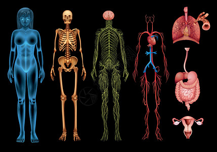 人体肠子人体系统绘画骨骼颅骨神经气管消化身体肋骨肠子器官插画