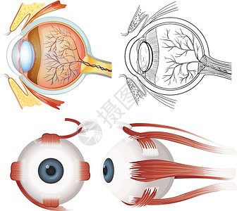 眼睛的解剖肌腱潘内利高清图片