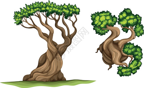 狐尾松树女性植物科分支机构土壤锥体植物紫色绘画红褐色松属插画