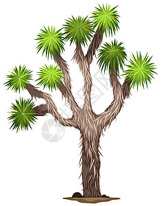 约书亚树丝兰绘画刺刀状根茎单子树叶植物科树状植物白色被子插画