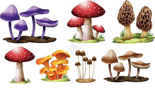 姬松茸不同种类的蘑菇菌体菌目菌盖马勃毛孔菌丝体绘画植物薄片毒菌插画