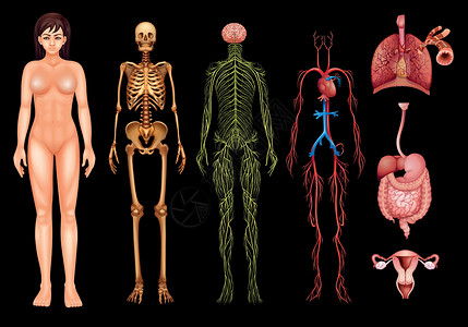 人体肠子人体系统科学神经元生物学颅骨隔膜骨骼消化肠子静脉骨头插画