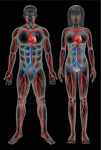 血氧监测循环系统黑色女性细胞男性血管内皮神经纸巾小动脉绘画设计图片