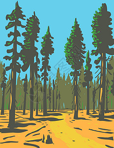 托尼奥奎亚斯在位于加利福尼亚的大国王峡谷国家公园Grant Trail和Grove总长小区中成长的巨型塞奎亚斯管理纪念碑海报乡愁视觉巨杉风景背景