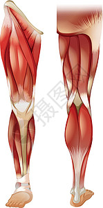 腿部肌肉生物学白色医疗墙纸绘画力量解剖学功能卡通片科学背景图片