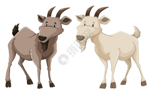山羊素材山羊动物喇叭哺乳动物绘画白色生物农场墙纸微笑灰色设计图片