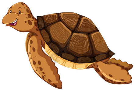 野生动物乌龟海龟海洋动物野生动物热带游泳卡通片哺乳动物濒危情调乌龟插画