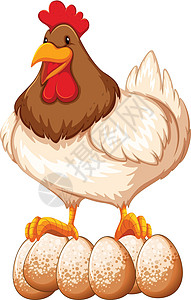 鸡卡通片哺乳动物翅膀白色绘画生物墙纸宠物农场公鸡背景图片