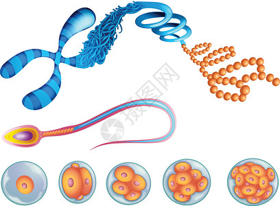 低卡麦片生殖器横幅白色单词卡通片基因学校绘画卡片教育科学设计图片