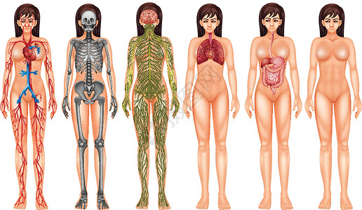 个人名品片车身系统女性消化系统海报女士骨骼骨头墙纸实验室器官身体插画