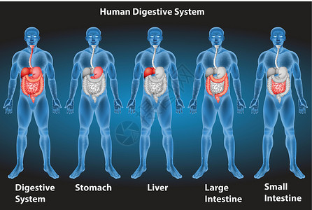 个人名品片消化系统身体器官药品生物学大肠黑色绘画医疗功能男人插画