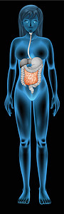 迷走神经小肠吸收门户网站器官绘画消化淋巴肠胃食物黑色肠系膜插画