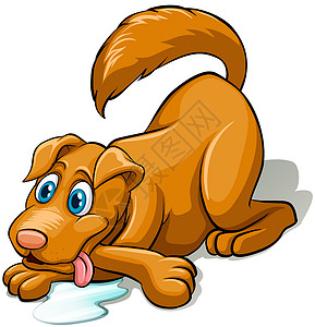 白色斯皮茨犬棕色狗狗白色宠物毛皮动物墙纸绘画生物小狗尾巴最好的朋友设计图片