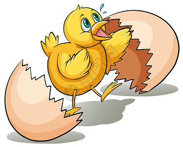 鸡下蛋一个蛋孵化器黄色羽毛家禽下蛋小鸡白色蛋壳食物圆形线条设计图片