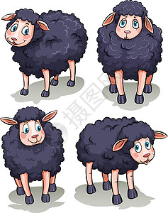 四羊绵羊天气反刍动物插图家畜羊肉猪蹄子牛奶羊毛动物图片素材