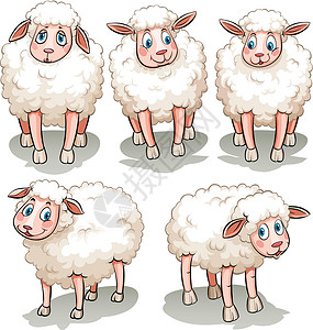 羊蹄子五只白羊哺乳猪蹄子剪切农业动物反刍动物天气内存家畜偶数插画