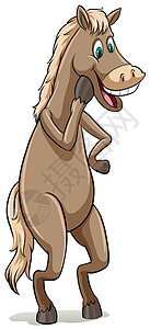 基纳巴卢直接来自马口白痴奇蹄目马属哺乳白色动物亚种绘画现存哺乳动物插画