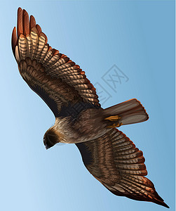 鹰的翅膀一只山楂捕食者脊椎动物羽毛食物天空配种农业热血新陈代谢一夫一妻插画
