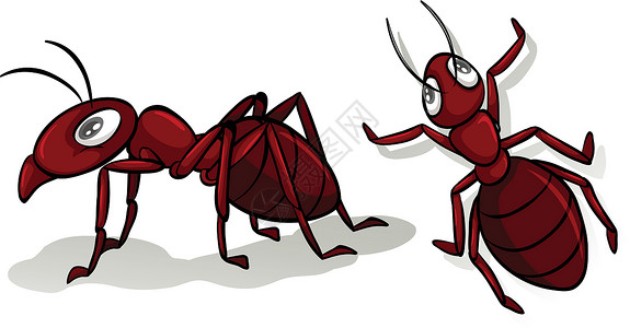 在惠特的简单的红色蚂蚁夹子昆虫绘画剪贴艺术动物背景图片