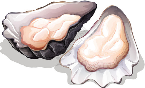 牡蛎海鲜海水健康热带情调绘画蛤蜊白色卡通片异国插画