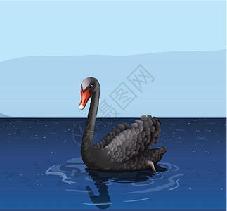 水中黑天鹅黑天鹅游泳野生动物情调异国池塘濒危荒野哺乳动物热带绘画插画
