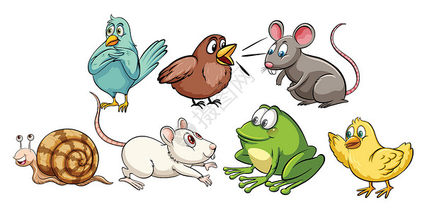 鼠鸟目动物绘画青蛙白色卡通片宠物蜗牛害虫羽毛翅膀热带插画