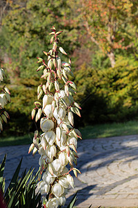 丽丝亚科多年生灌木的丝兰花在自然花园中的布置植物植物群季节园艺公园环境生长亚科植被花瓣背景