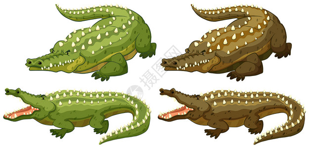 动物嘴鳄鱼白色生物墙纸野生动物荒野卡通片绘画猎人尖刺绿色插画