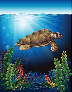 肌底层一只海龟在水下海藻住宅动物射线绘画科学阳光爬行动物水形杂食性插画