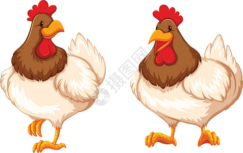 白色母鸡鸡绘画生物卡通片农场翅膀公鸡墙纸白色飞行母鸡插画