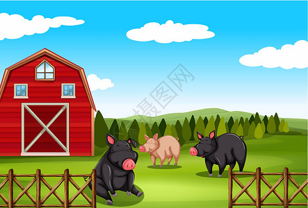 农场里的猪天空房子动物插图公园谷仓栅栏环境场地风景背景图片