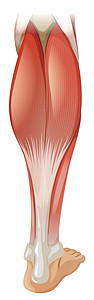 小牛腿肌肉卡通片绘画关节海报红色图表小牛身体生物学医疗插画