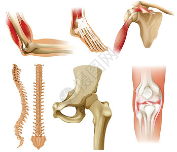 指骨不同的人骨膝盖二头肌肩膀脊柱腕骨生活学校教育肌肉肋骨插画