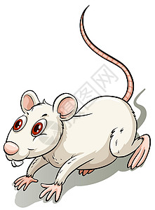 白老鼠白小拉房子眼睛猎物身体爪子动物跑步白色毛皮绘画设计图片