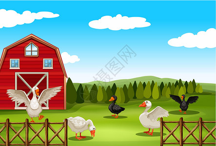 家鹅农地农家土地风景动物农场建筑农田宠物树木栅栏插画