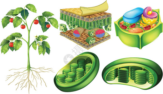 斯卡根植物细胞教育树叶海报解剖学卡片实验卡通片学习知识墙纸插画
