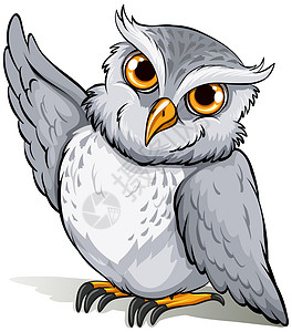 尼德多夫聪明的猫头鹰白痴羽毛翅膀白色艺术品动物艺术植绒动物学绘画一夫一妻设计图片