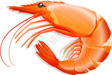 野生海鲜虾野生动物哺乳动物白色烹饪濒危热带动物海鲜绘画营养设计图片