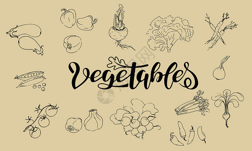 萝卜根芹菜素描万科中蔬菜的矢量插图集设计图片